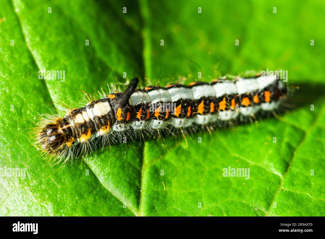 (Acronicta psi) caterpillar su una foglia Foto Stock