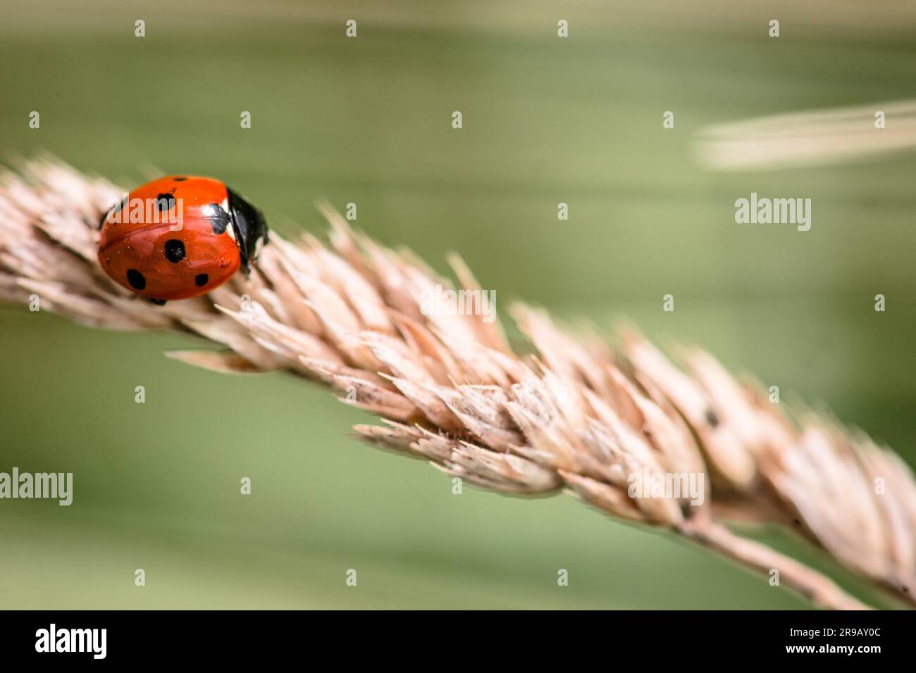 Red Ladybug strisciando su una paglia Foto Stock