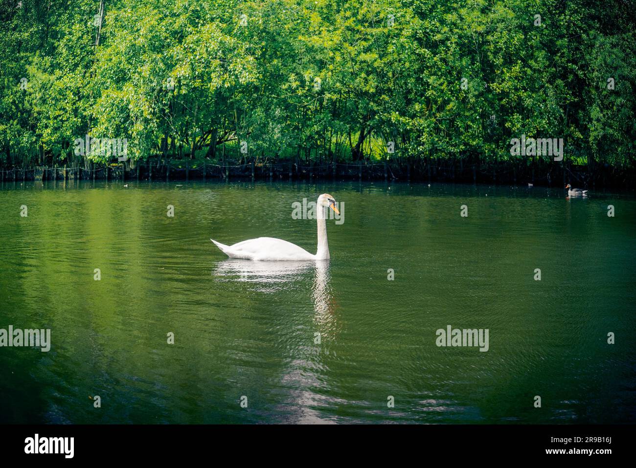 Grande cigno bianco su un fiume nel verde della natura Foto Stock