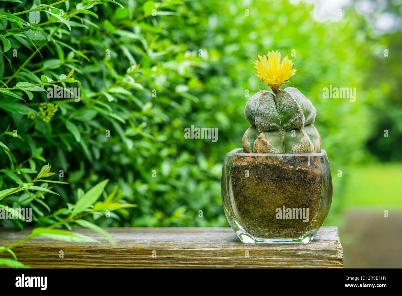 cactus (Astrophytum myriostigma) con un fiore giallo in un giardino verde Foto Stock