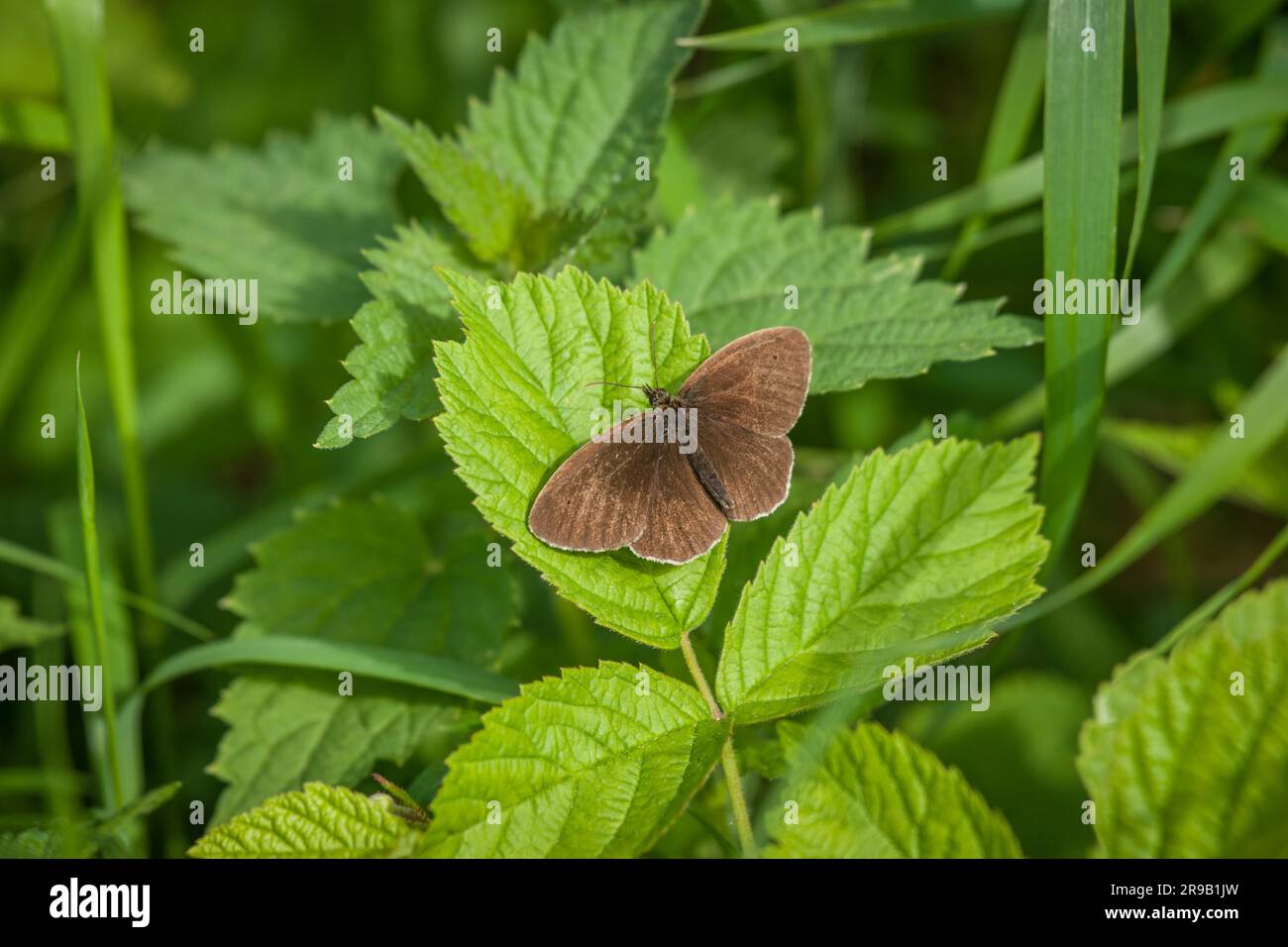 Aphantopus hyperanthus butterfly su una pianta verde in giardino Foto Stock