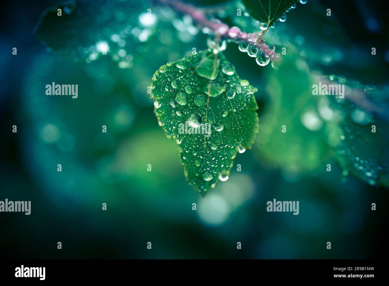 La pioggia su una foglia verde appeso un ramoscello Foto Stock