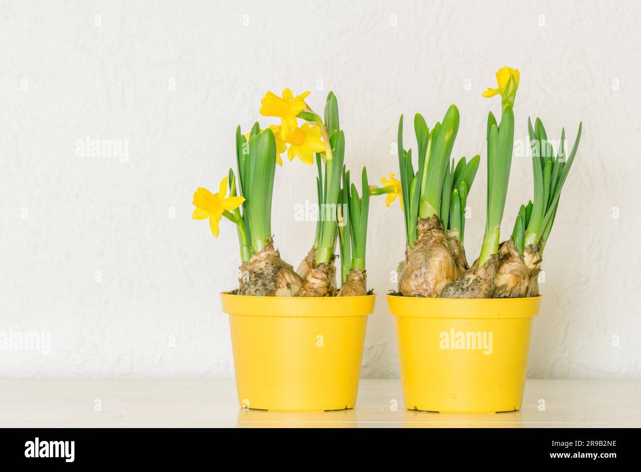 Vasi da fiori con giallo narcisi in primavera Foto Stock