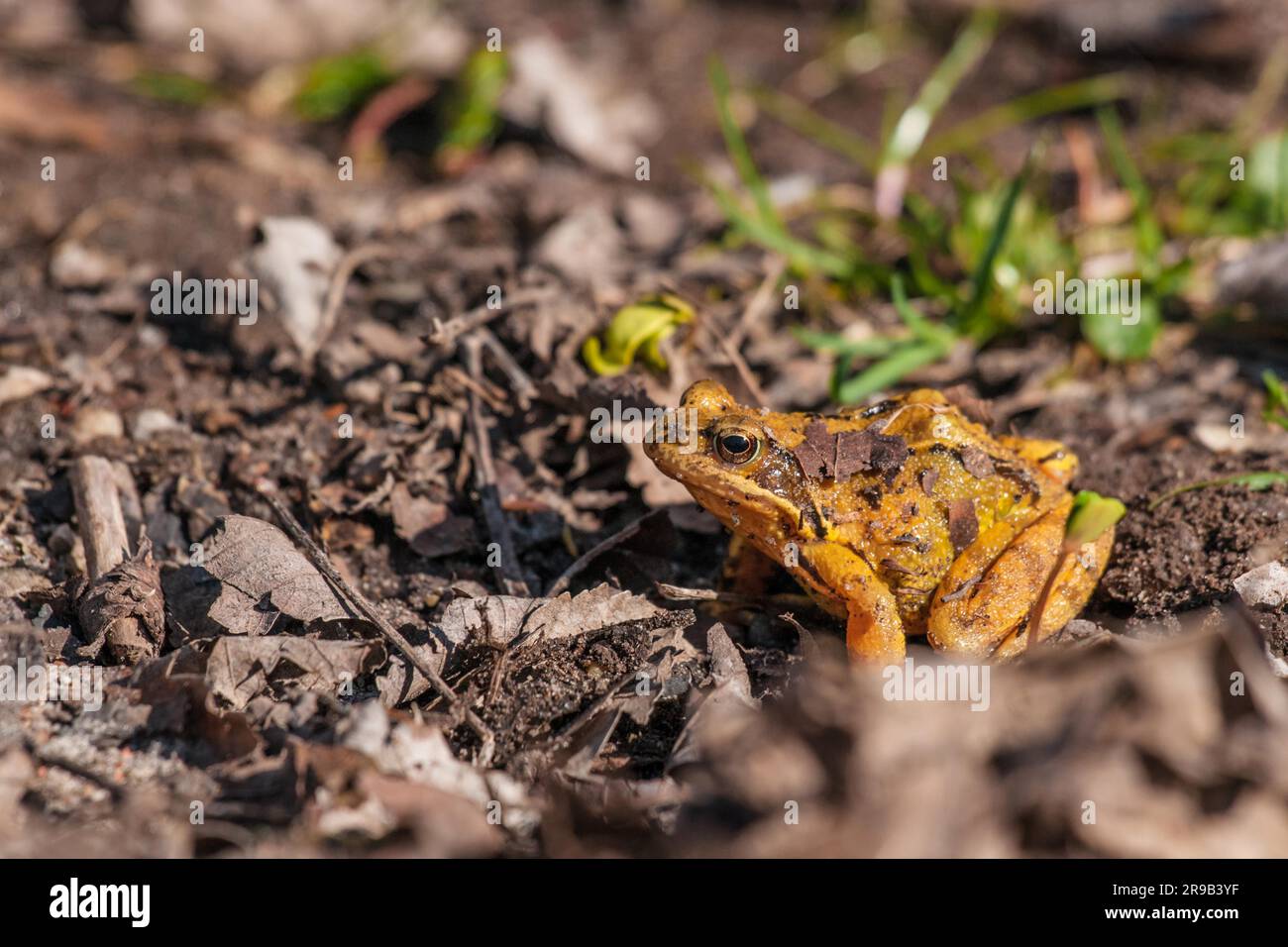 Rana arancione su un terreno sporco in primavera Foto Stock