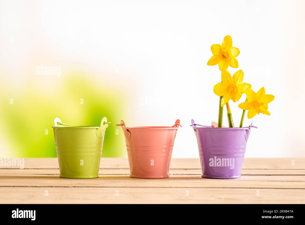 Vasi da fiori con il daffodils giallo su una scrivania in legno Foto Stock