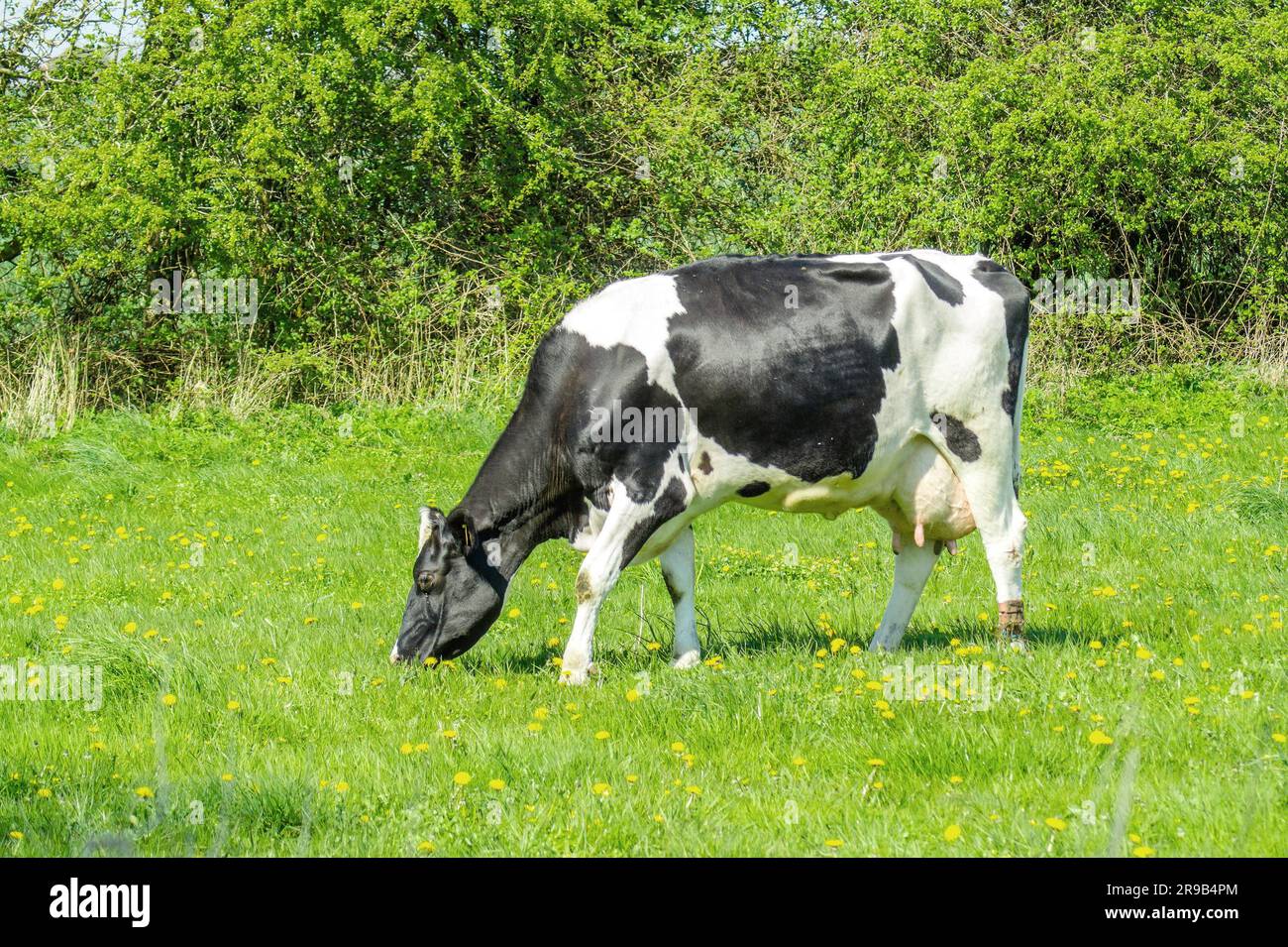 Holstein il frisone mucca su erba verde in estate Foto Stock