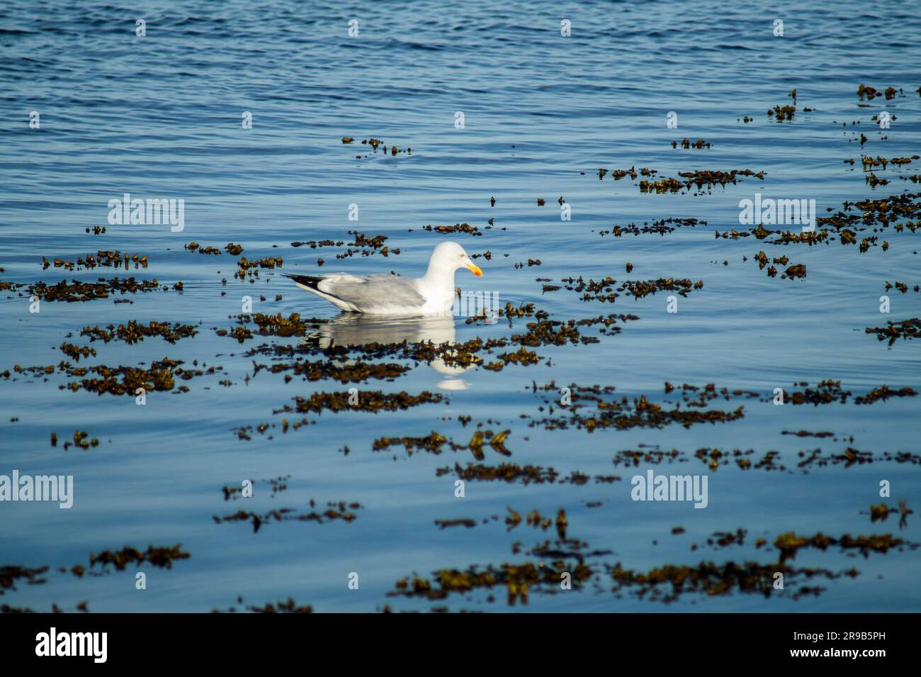 Seagull in un mare azzurro con alghe marine Foto Stock