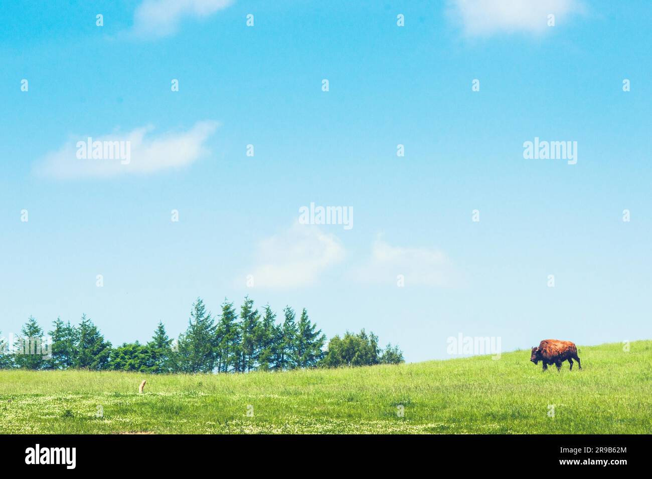 Buffalo su un verde prato con alberi di pino Foto Stock Buffalo su un verde prato con alberi di pino Foto Stock