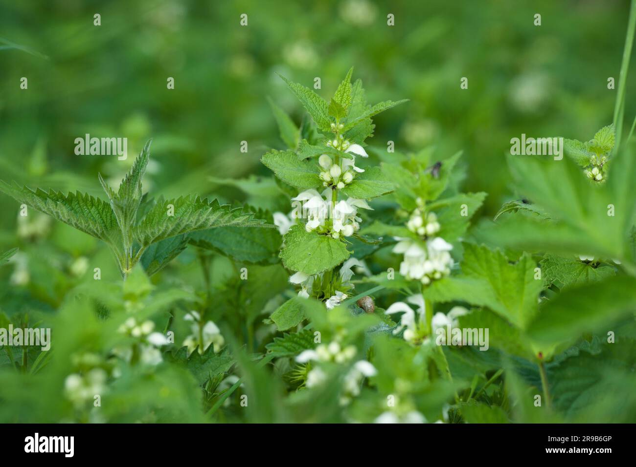 Il verde di ortiche con fiori bianchi in primavera Foto Stock