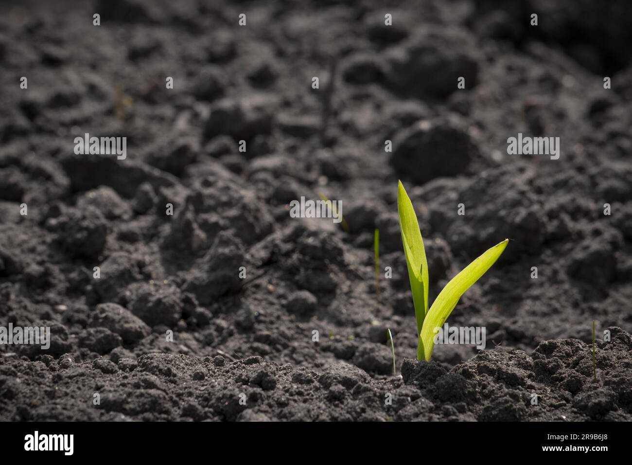 Germoglio verde cresce nel terreno in primavera Foto Stock