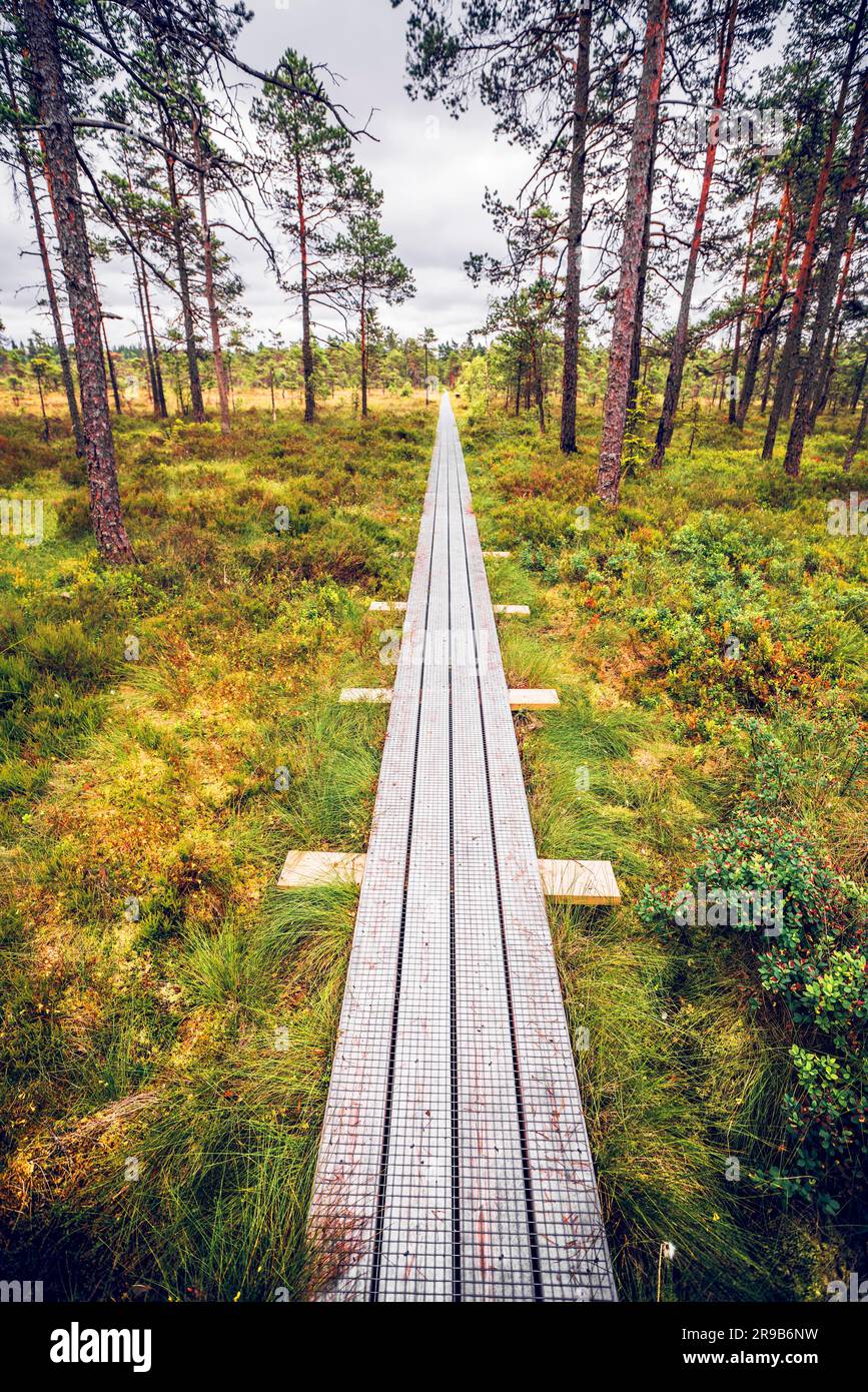 Sentiero dei tavoloni in una foresta scandinava in estate Foto Stock