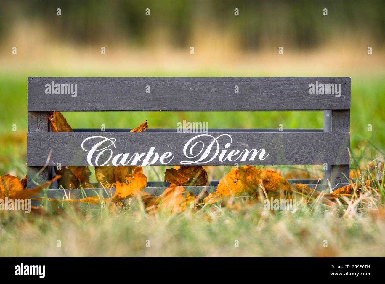 Scatola di legno con la frase Carpe Diem in autunno la natura Foto Stock