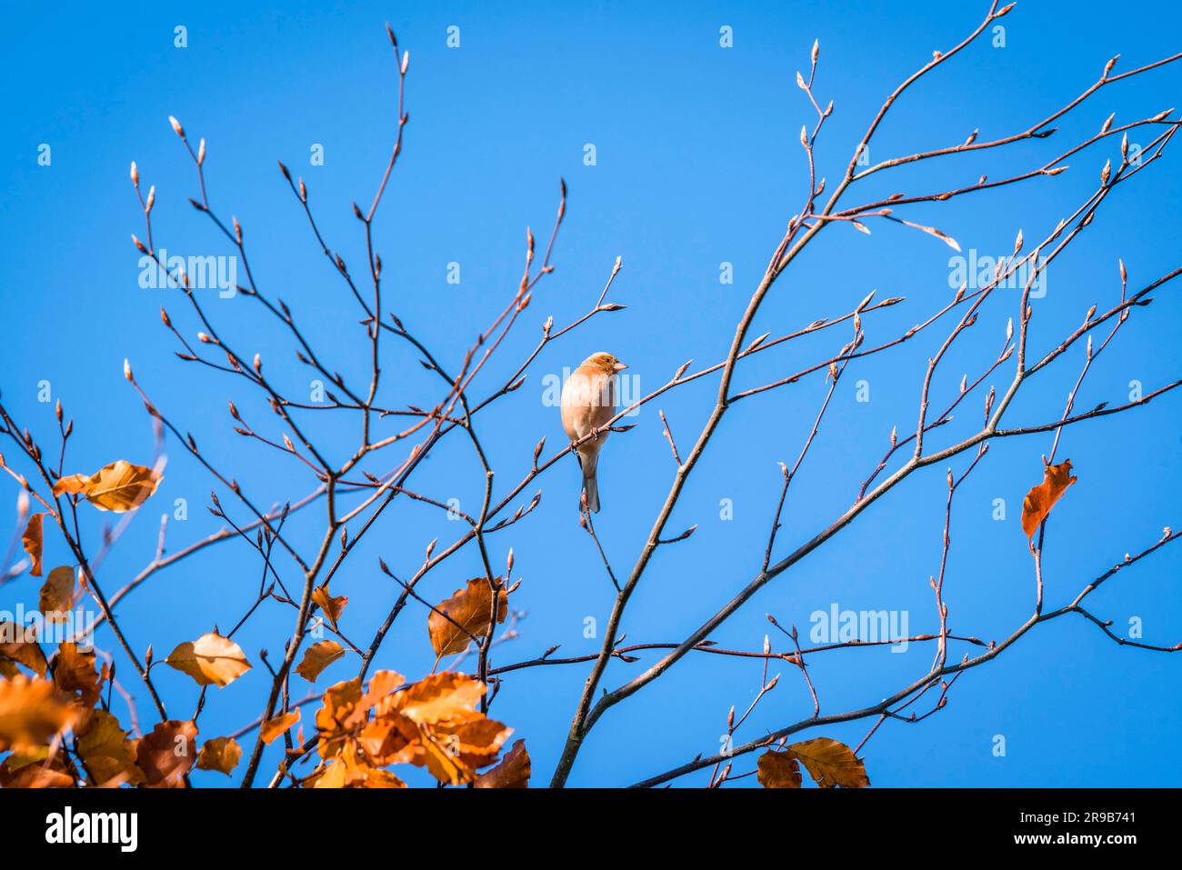 Singolo finch in cima ad un albero in autunno con foglie dorate nei colori autunnali Foto Stock