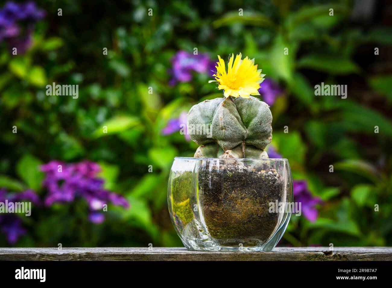 Fiore di Cactus (Astrophytum Myriostigma) fiorito con un fiore giallo in un giardino Foto Stock