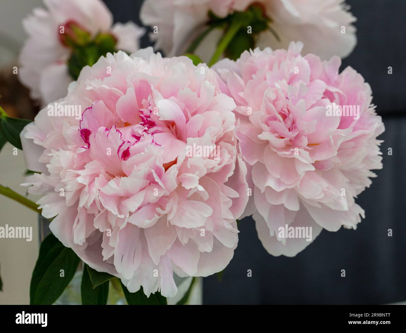 'arah Bernhardt' comune giardino di peonia, Luktpion (Paeonia lactiflora) Foto Stock