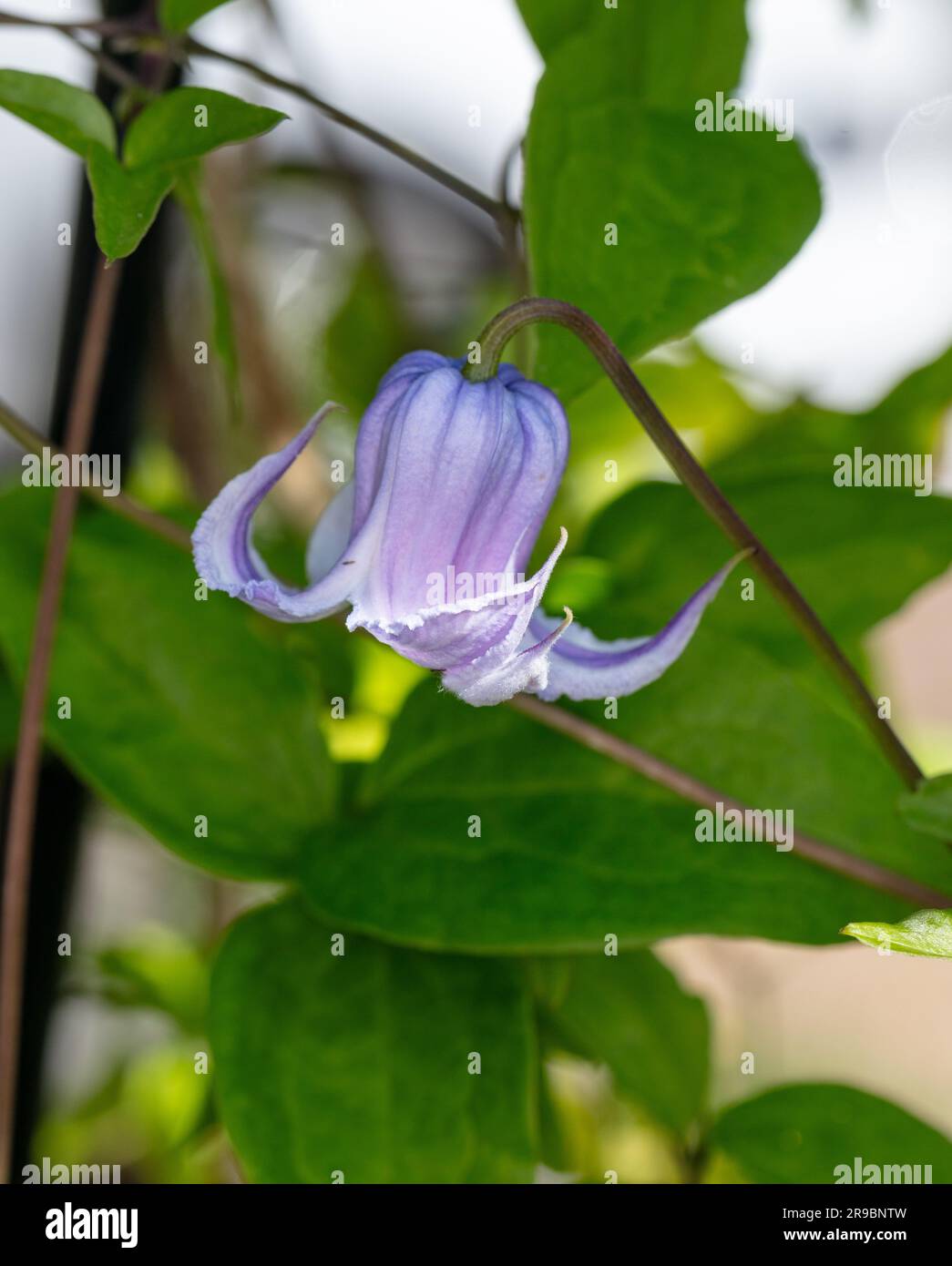 'Crispa Angel' Vasevine, Urnklematis (Clematis viorna) Foto Stock