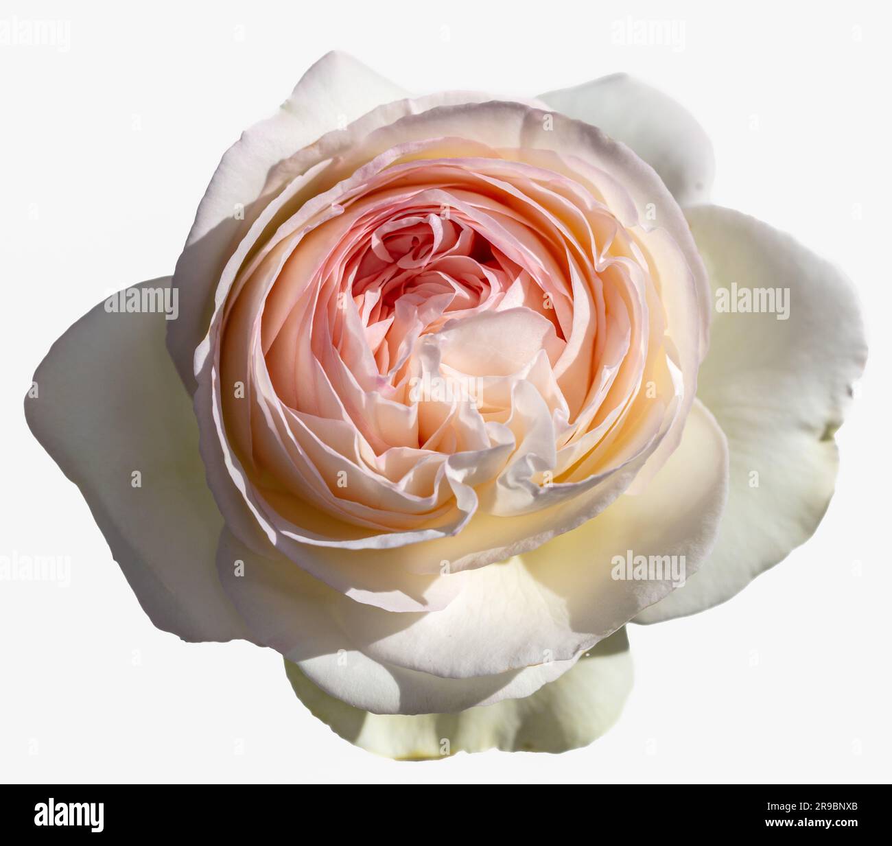'Eden Rose, MEIviolin, Pierre de Ronsard, Eden Rose 85' Climbing Rose, Klätterros (rosa) Foto Stock