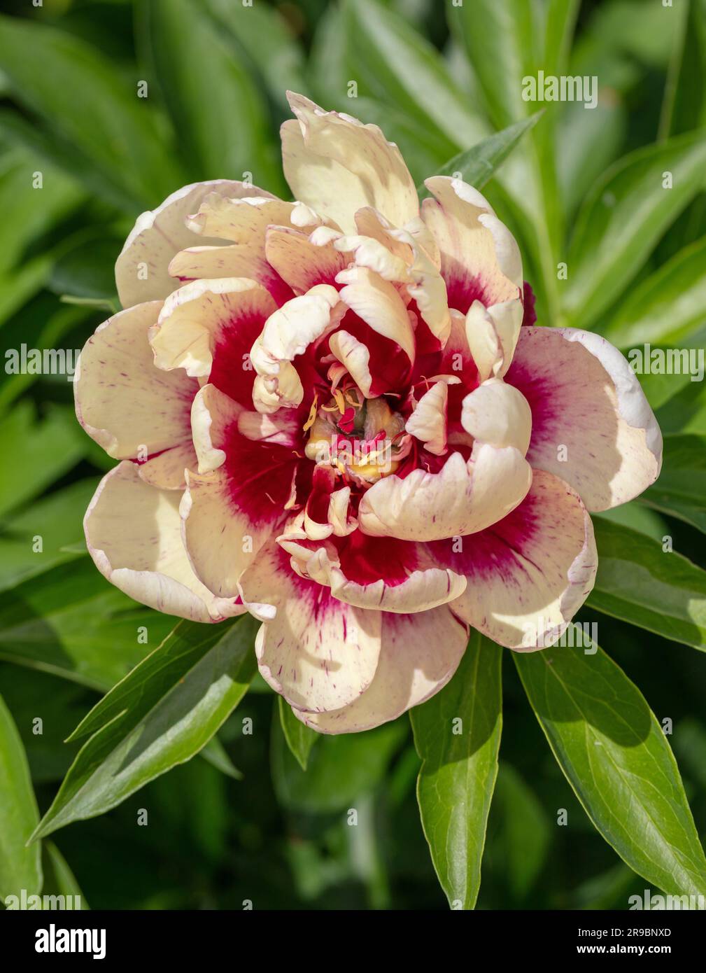 "All that Jazz" Itoh peony, Itoh-pion (Paeonia itoh ibrido) Foto Stock