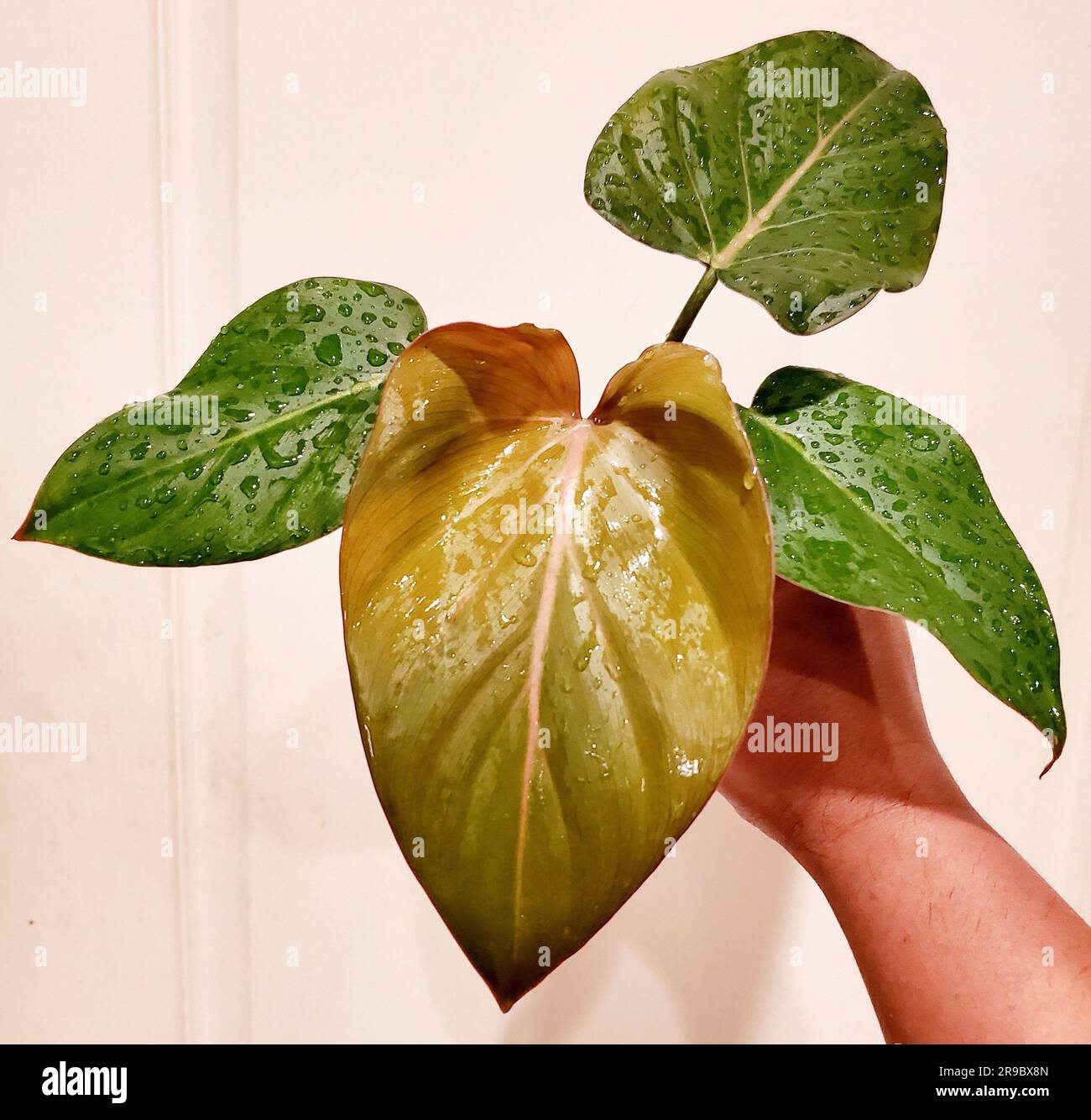 Splendide foglie rosse e verdi di Philodendron Summer Glory Foto Stock