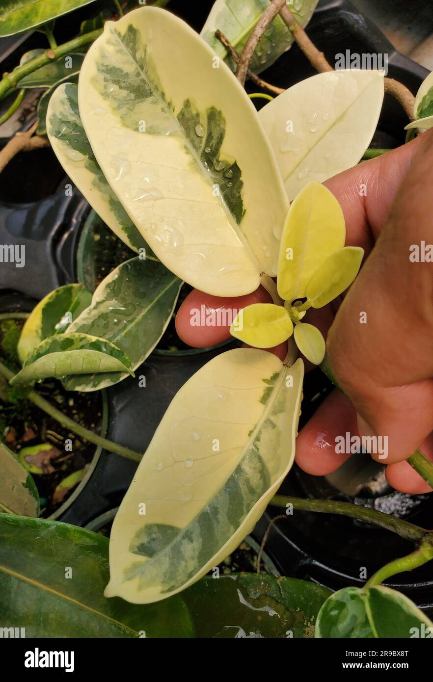 Primo piano di una variegata foglia bianca e verde di gelsomino del Madagascar Foto Stock