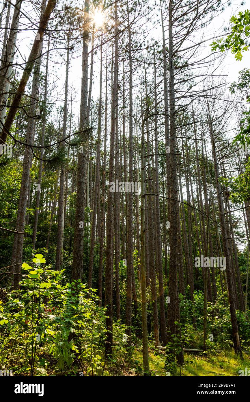 Un palco di alberi senza foglie nel Brown County State Park vicino a Nashville, Indiana, Stati Uniti. Foto Stock