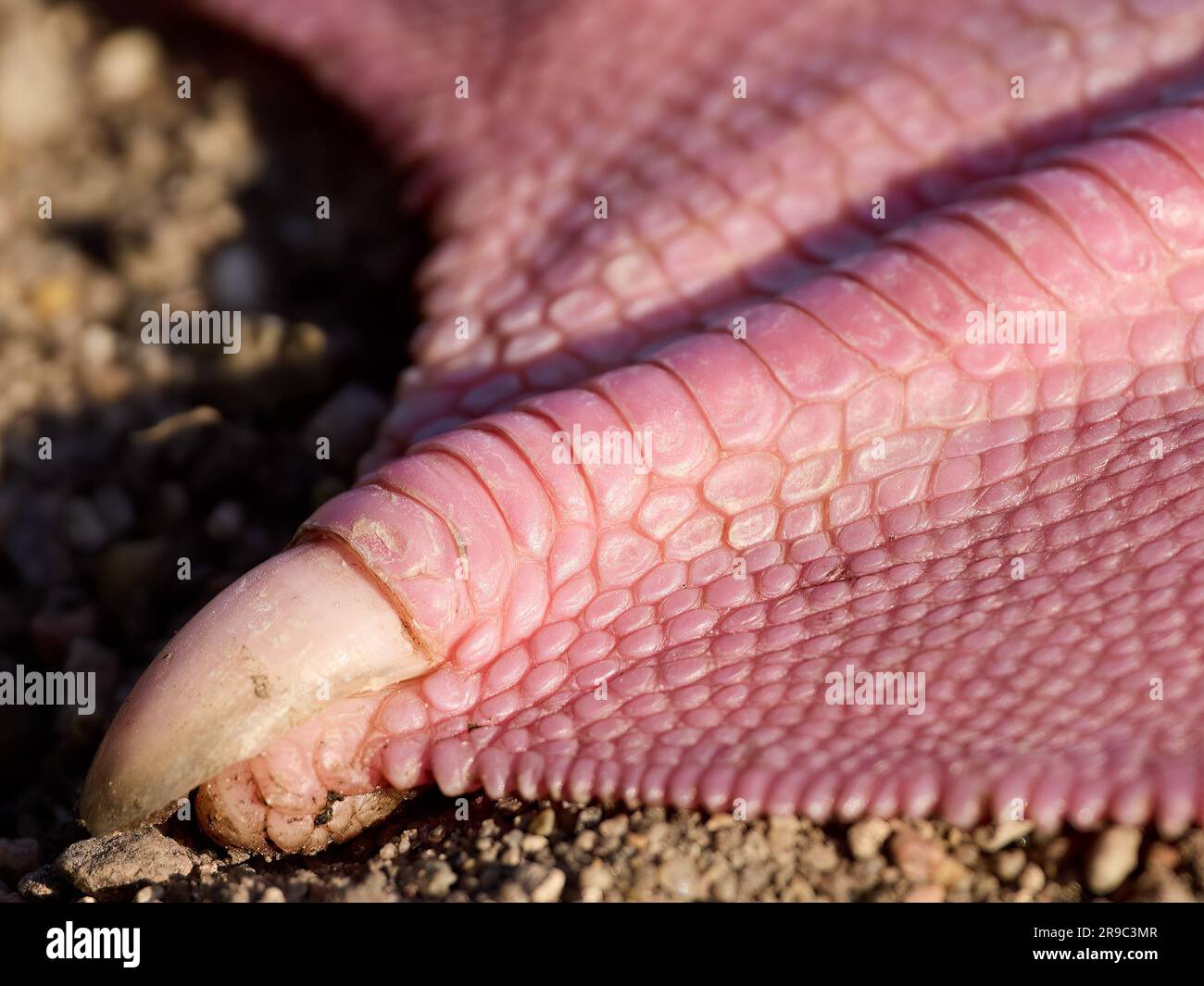 Primo piano del piede di un'oca Greylag (Anser anser) Foto Stock