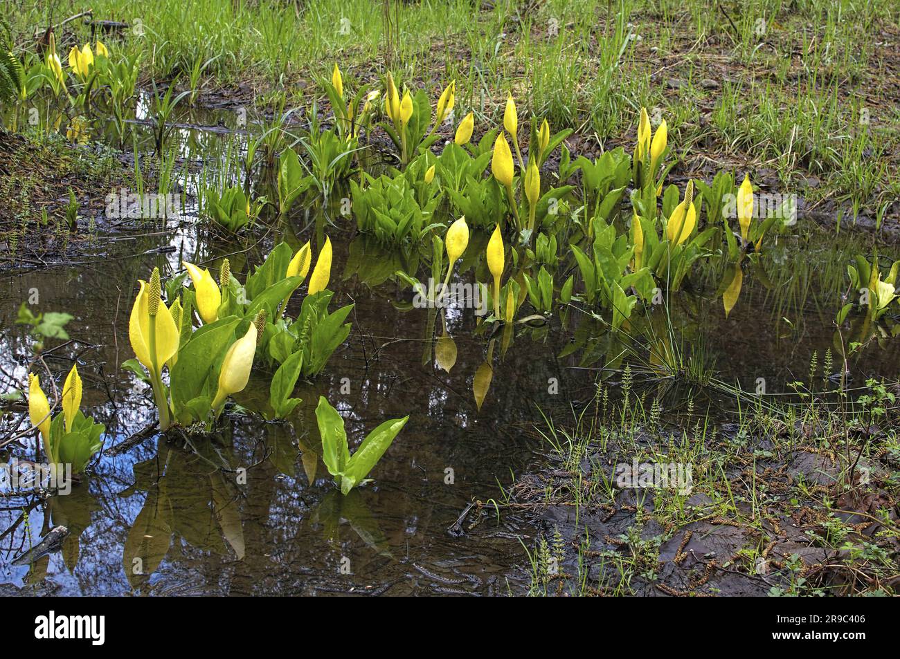 WESTERN Skunk Cabbage (Lysichiton americanus) - chiamato anche cavolo giallo Skunk, cavolo americano Skunk o lanterna palude. British Columbia, Canada. Foto Stock