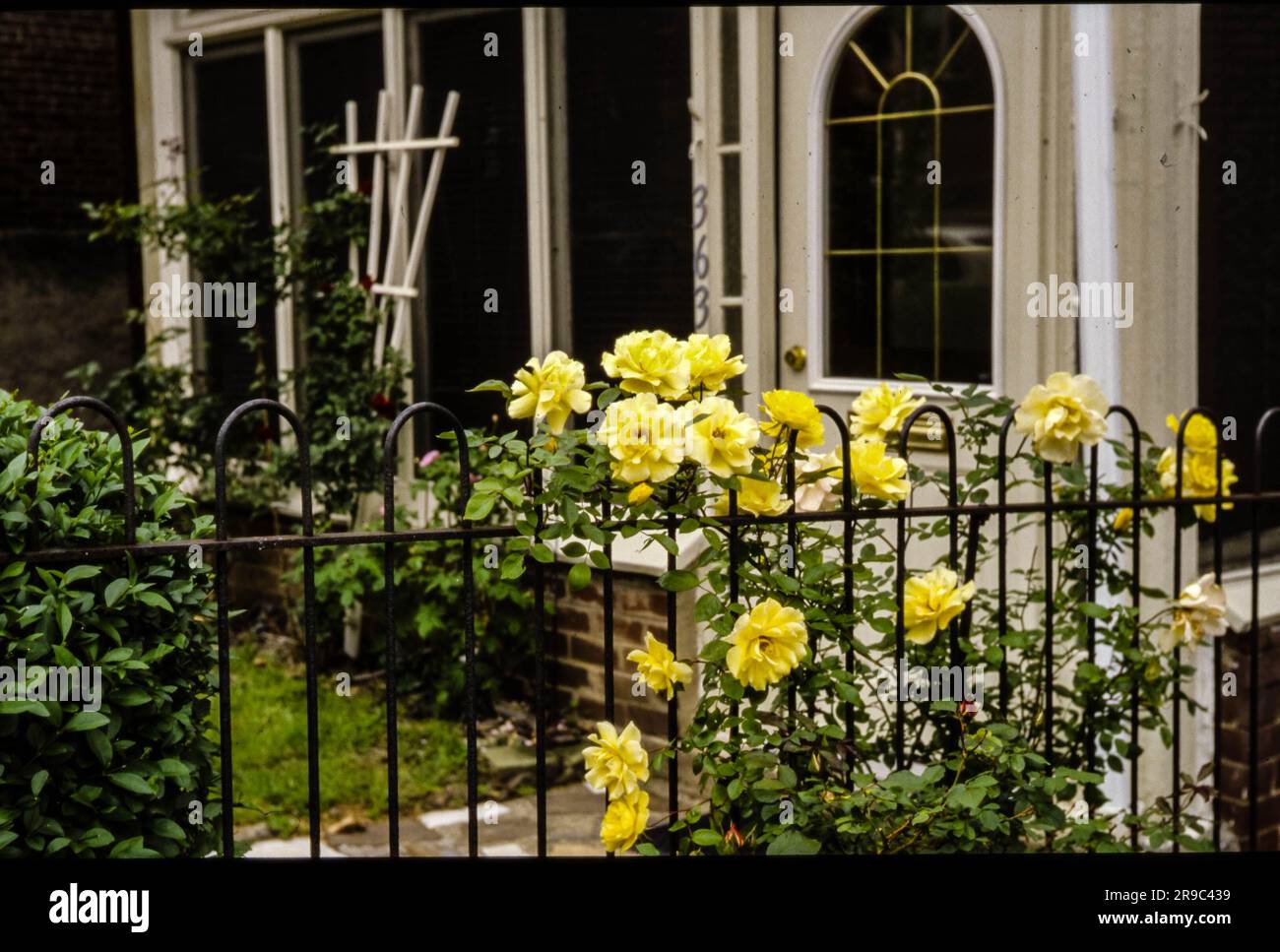 Rose gialle contro una recinzione in ferro battuto nero scattata con un Leica Summitar su una fotocamera con telemetro Leica FIII con attacco a vite. Foto Stock
