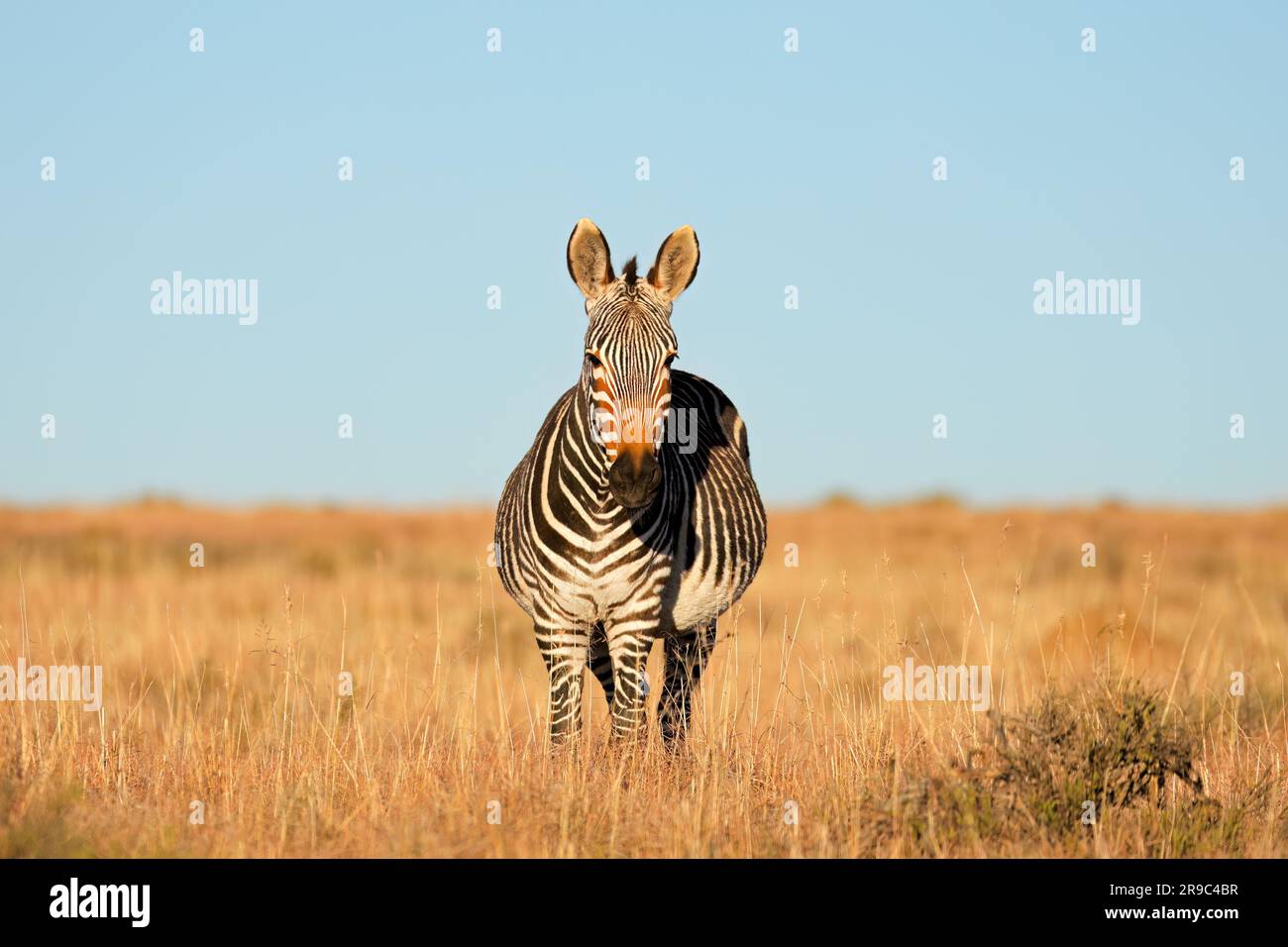 Cape mountain zebra (Equus zebra) in habitat naturale, Mountain Zebra National Park, Sud Africa Foto Stock