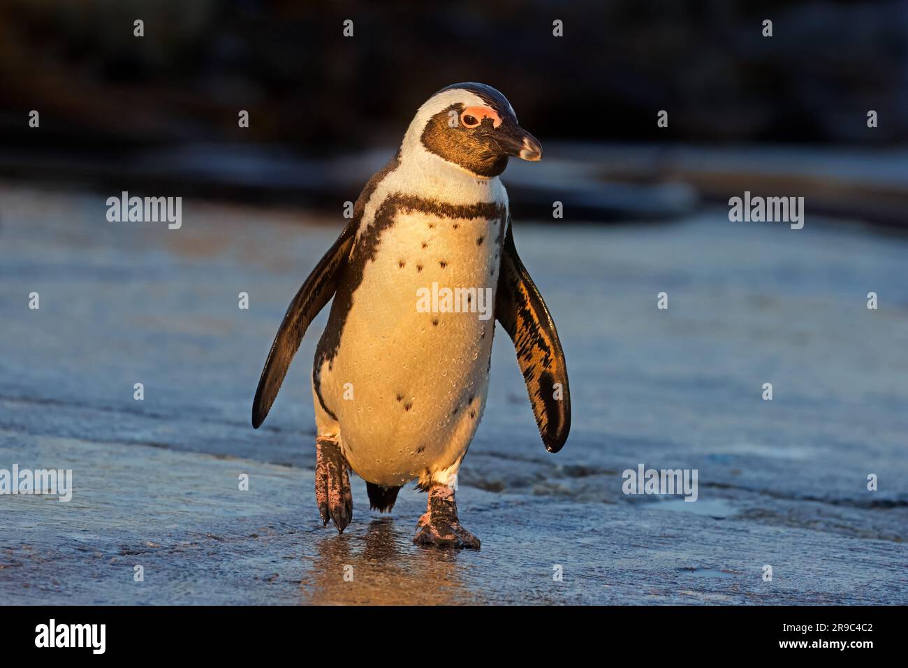 Un pinguino africano (Spheniscus demersus) in piedi sulla spiaggia, Sudafrica Foto Stock