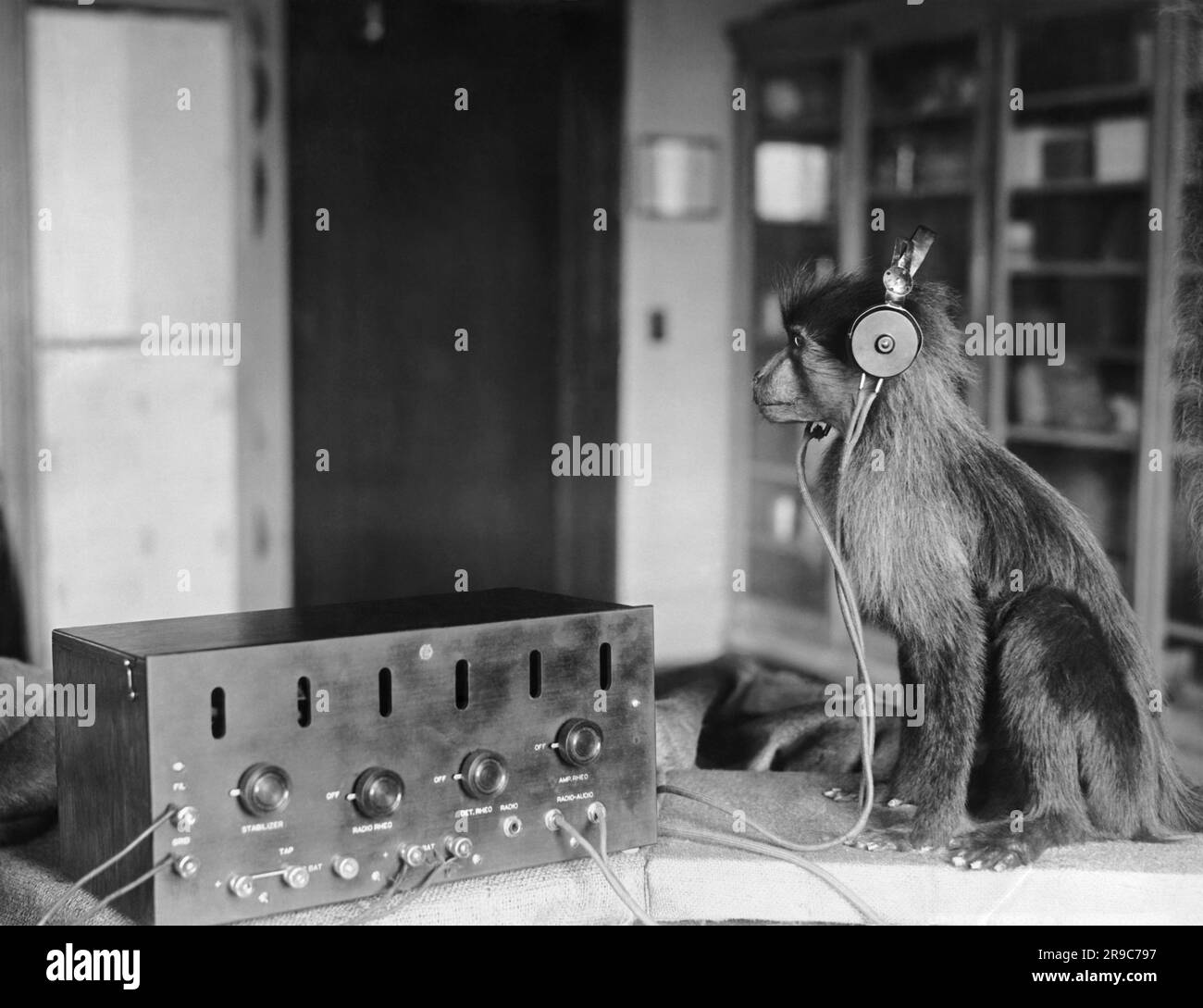 Washington, D.C.: 21 luglio 1923 Jock the Monkey ascolta il verdetto del processo Scopes per scoprire se le accuse sono vere che è un parente lontano e imparentato con gli umani. Foto Stock