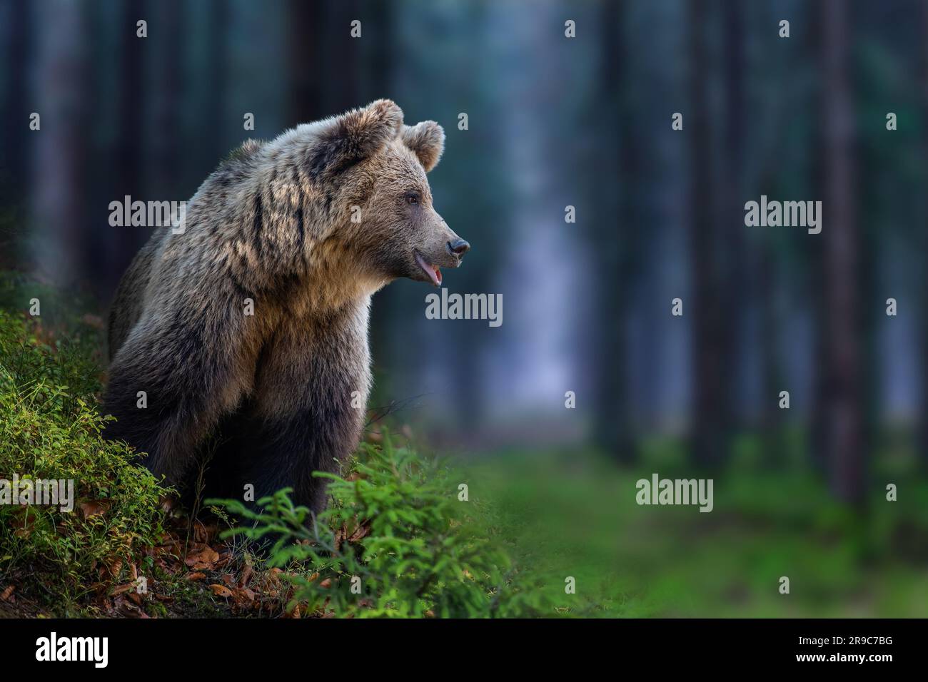 Orso bruno selvatico (Ursus arctos) che guarda nella foresta blu estiva. Animale in habitat naturale. Fauna selvatica Foto Stock