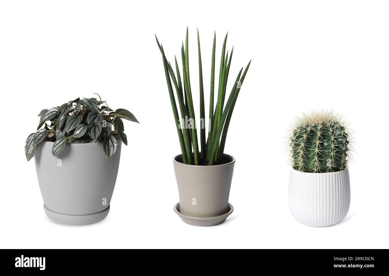 Collage con diverse piante in vaso su sfondo bianco. Arredamento della casa Foto Stock