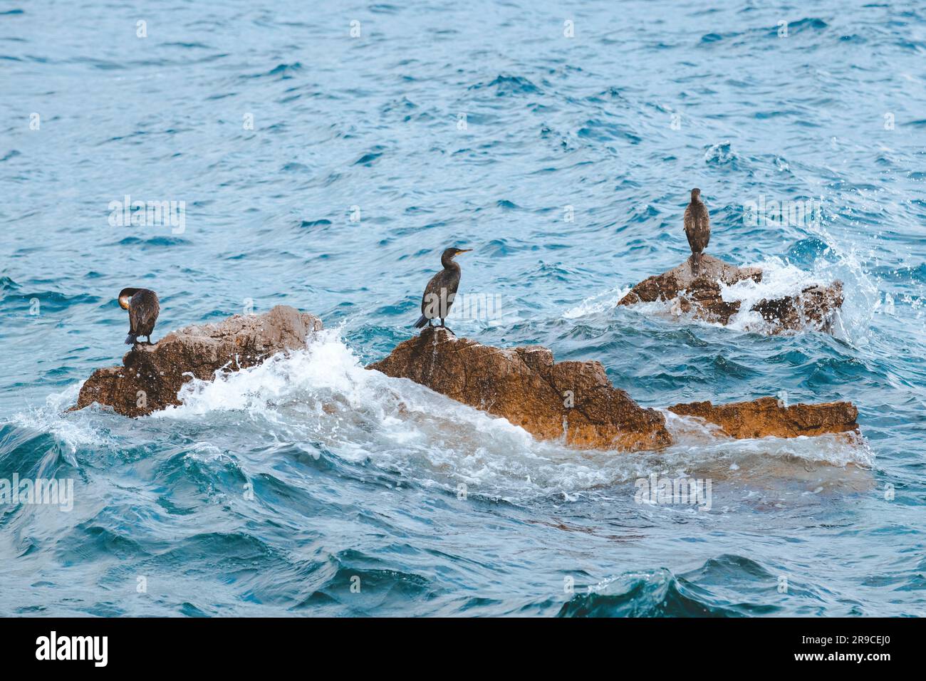 I cormorani riposano sulle rocce bagnate dalle onde oceaniche nella fredda mattinata autunnale Foto Stock