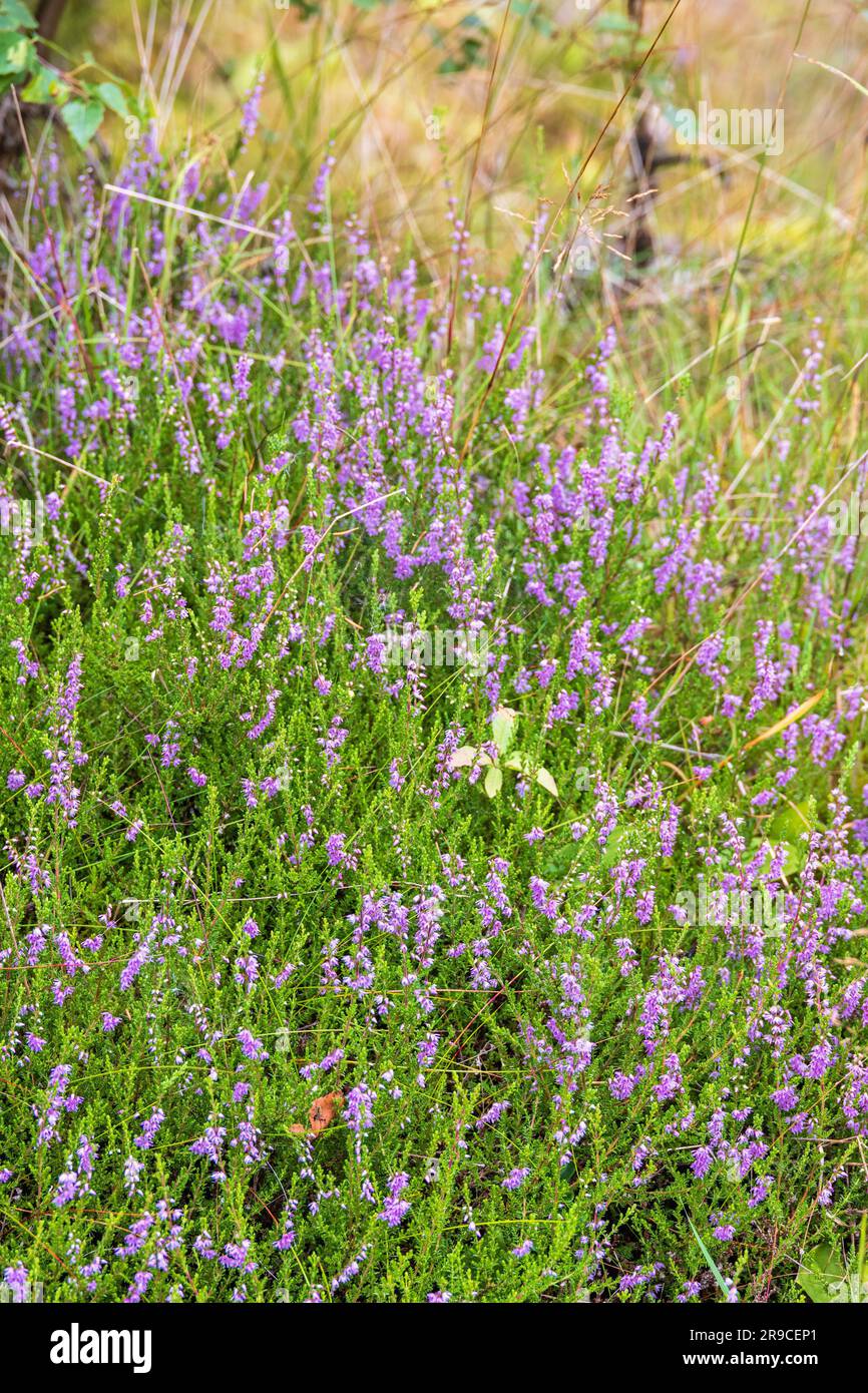 Heather fiori d'estate Foto Stock