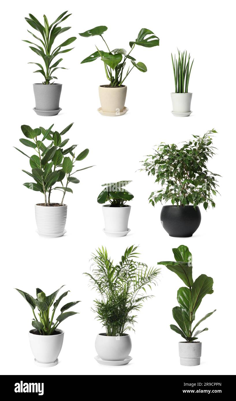 Collage con diverse piante in vaso su sfondo bianco. Arredamento della casa Foto Stock