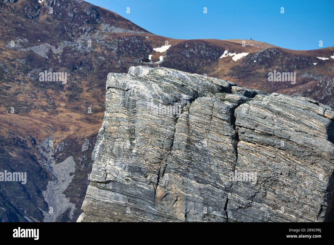 Gabbiani seduti su una roccia nel fiordo in Norvegia. struttura in pietra ruvida. Uccelli selvatici. Paradiso della pesca nella regione di Selje Foto Stock