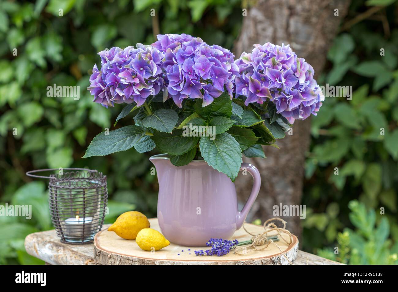 composizione floreale con fiore di ortensia viola in brocca vintage e limoni Foto Stock
