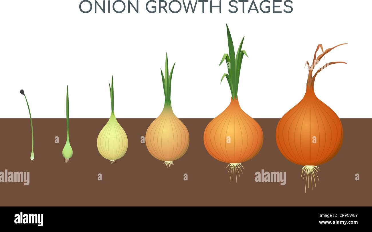 Fasi di crescita della cipolla Illustrazione Vettoriale