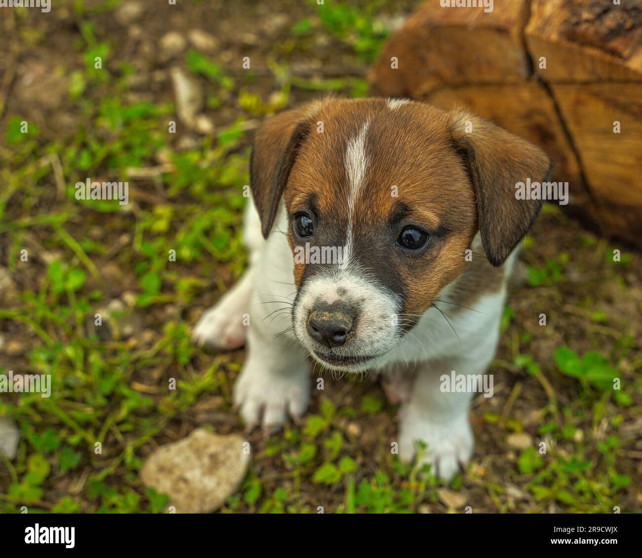 Piccoli cuccioli di Jack russell terrier che giocano tra loro all'aperto rotolandosi e assaggiando tronchi di legno. Sulmona, Abruzzo Foto Stock