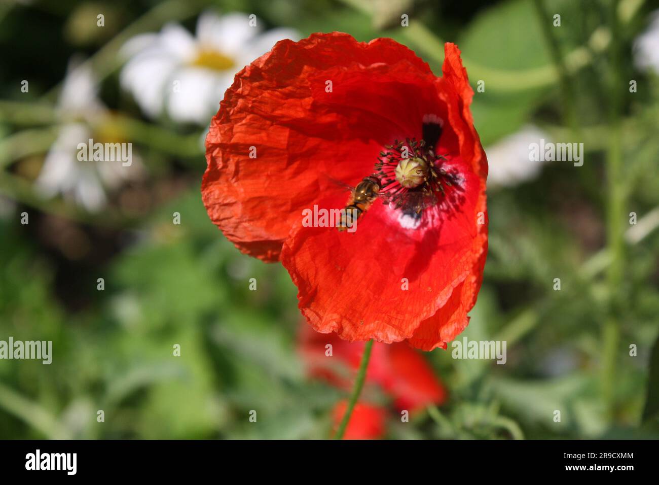 Fiore di papavero rosso e ape per il nettare, su uno sfondo di erba verde, fiori. Quel Poppy con un'ape volante. Foto Stock