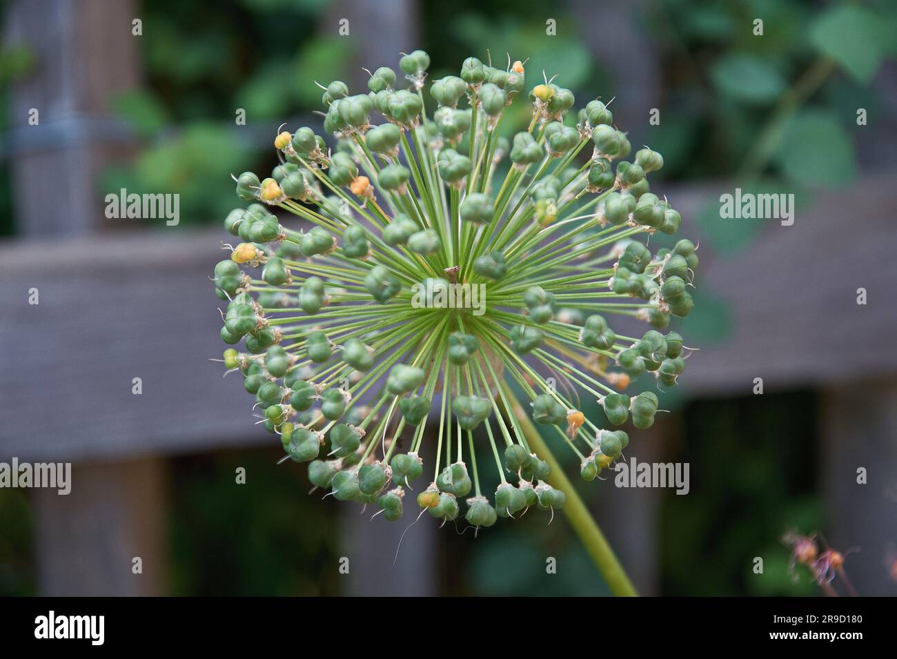 Allium Foto Stock