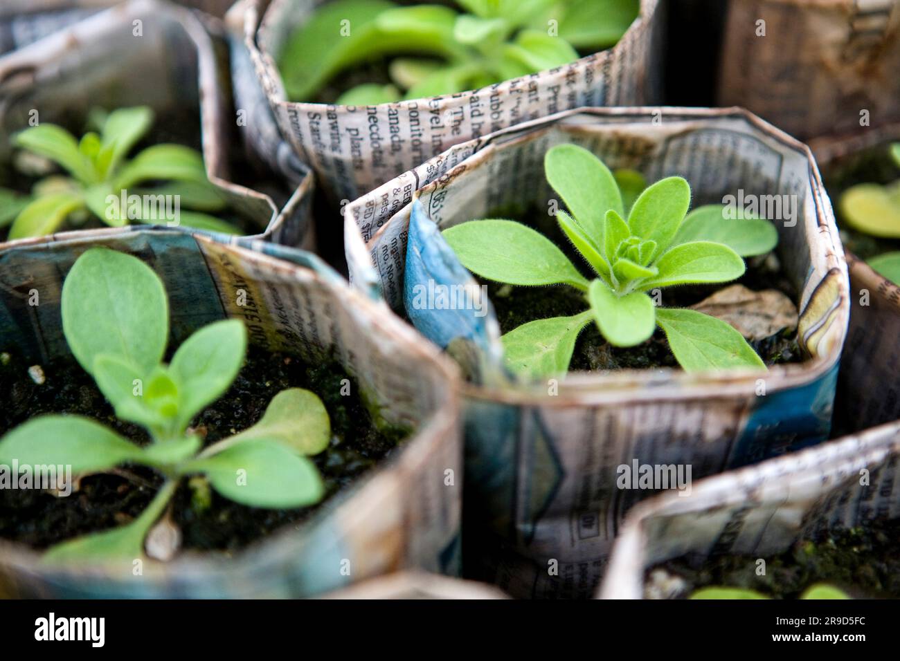 Coltivare fiori per i terreni carcerari. Foto Stock