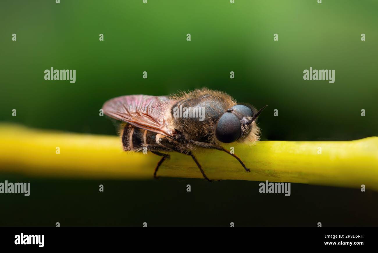 Primo piano macro di insetti di api su sfondo verde Foto Stock