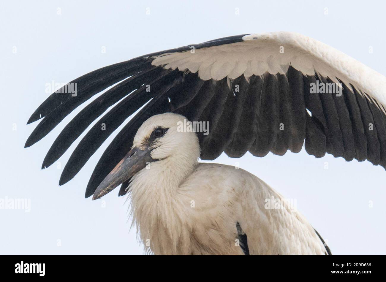 Biebesheim am Rhein, Germania. 26 giugno 2023. Una giovane cicogna diffonde un'ala su un fratello durante i suoi primi tentativi di volo. Da metà a fine agosto, gli uccelli migratori si radunano e si dirigono verso sud per l'inverno. Credito: Boris Roessler/dpa/Alamy Live News Foto Stock