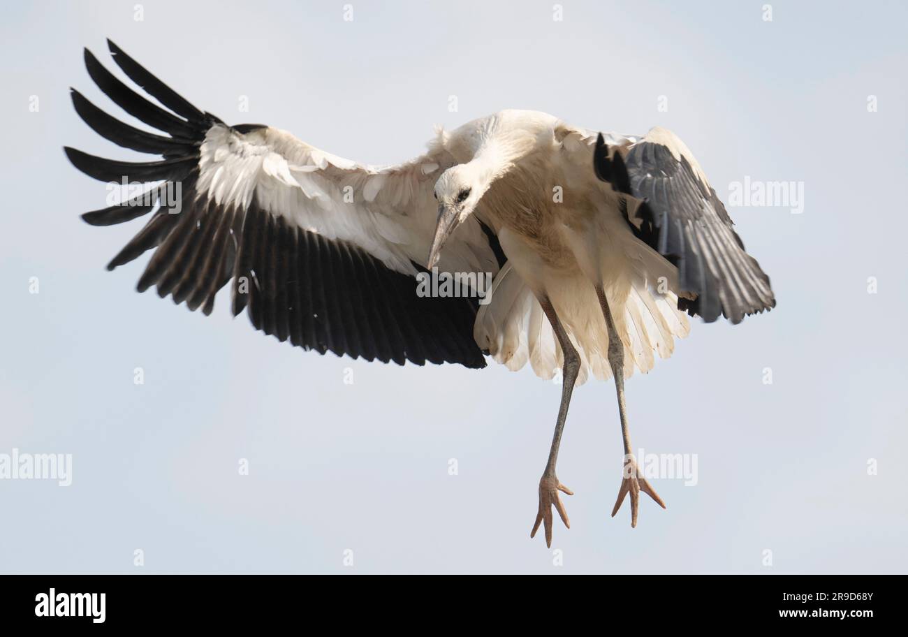 Biebesheim am Rhein, Germania. 26 giugno 2023. Una giovane cicogna fa i suoi primi tentativi di volo sul suo nido. Da metà a fine agosto, gli uccelli migratori si radunano e si dirigono verso sud per l'inverno. Credito: Boris Roessler/dpa/Alamy Live News Foto Stock