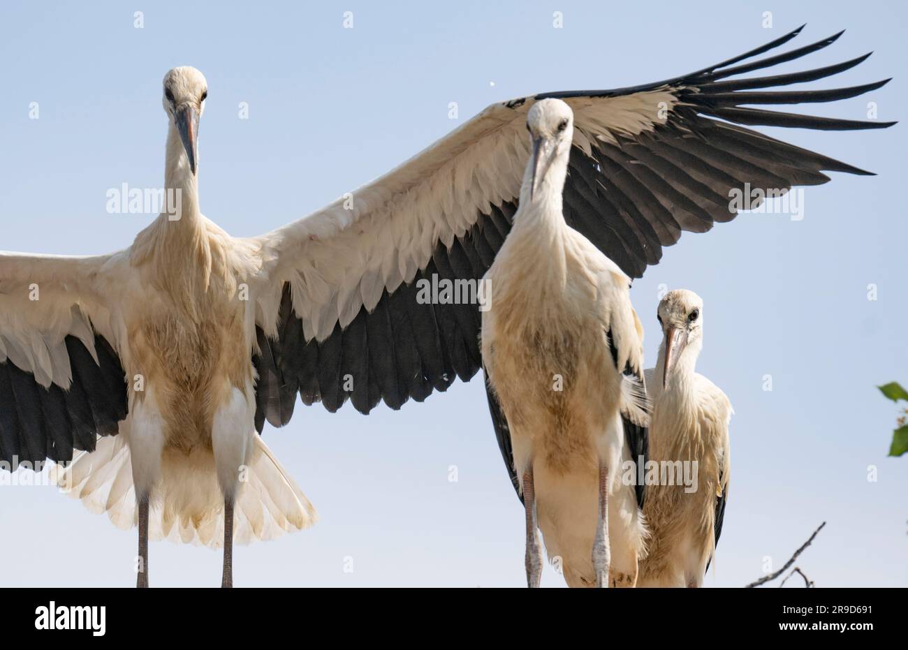 Biebesheim am Rhein, Germania. 26 giugno 2023. Una giovane cicogna diffonde un'ala dietro ai suoi fratelli durante i suoi primi tentativi di volo. Da metà a fine agosto, gli uccelli migratori si radunano e si dirigono verso sud per l'inverno. Credito: Boris Roessler/dpa/Alamy Live News Foto Stock