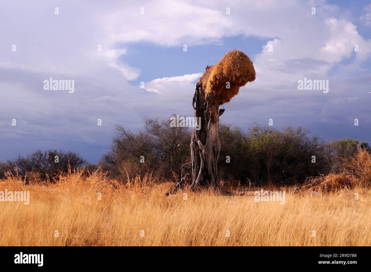 Nido di termite sull'albero, Parco Nazionale di Etosha, regione di Kunene, Namibia Foto Stock