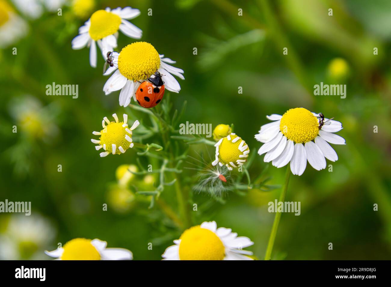 macro di una coccinella sulla fioritura della camomilla. concetto di agricoltura biologica senza pesticidi Foto Stock