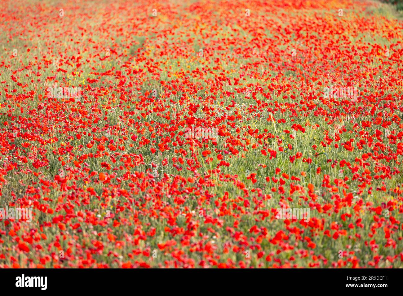 Campo con Poppy's rosso in Occitania, Francia Foto Stock